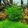 1-2-GROW! Ufermoos / Leptodictyum Riparium Von TROPICA