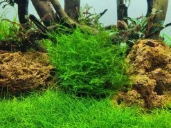 1-2-GROW! Ufermoos / Leptodictyum Riparium Von TROPICA