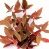 XL In-Vitro Kleines Rosanerviges Papageienblatt / Alternanthera 'Rosanervig' - A. Reineckii ´Red Ruby´ -Garten & Außenbereich 005DZ 1 1