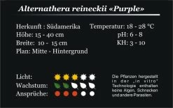 XL In-Vitro Burgunderrotes Papageienblatt / Alternanthera PURPLE Im XL-Cup -Garten & Außenbereich 006HB 1 5