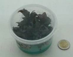 XL In-Vitro Burgunderrotes Papageienblatt / Alternanthera PURPLE Im XL-Cup -Garten & Außenbereich 006HB 1 7