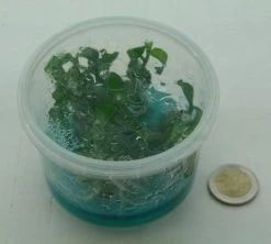 XL In-Vitro Mini Bamboo / Floscopa Scadens Im XL-Cup -Garten & Außenbereich 008HB 1 6