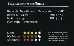 XL In-Vitro Quirlblättrige Sternpflanze / Pogostemon Stellatus (Eusteralis Stellata) Im XL-Cup -Garten & Außenbereich 010HB 1 8