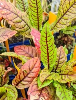 Sumpfampfer / Rumex Sanguineus Im 9x9 Cm Topf