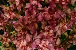 1-2-GROW! Japanischer Rotweiderich / Rotala Macrandra 'Japan' Von TROPICA