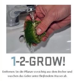 1-2-GROW! Japanischer Rotweiderich / Rotala Macrandra 'Japan' Von TROPICA -Garten & Außenbereich 032TC T 1 5