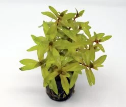 Goldene Nesaea / Nesaea Pedicellata 'Golden' Im Topf