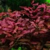 Kleine Tiefrote Ludwigie / Ludwigia Sp. Super Red - Super Rot -Garten & Außenbereich 035B T 1 1
