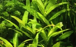MUTTERPFLANZE Thailändischer Wasserfreund / Hygrophila Corymbosa 'Siamensis'