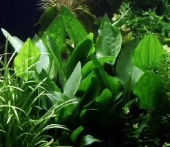 Steifblättriger Froschlöffel / Echinodorus 'Palaefolius' Var. Latifolius