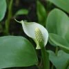 Drachenwurz / Calla Palustris Im 9x9 Cm Topf -Garten & Außenbereich 080Wo 1 1