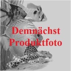 Weisse Seerose / Nymphaea Virginalis Im 11x11 Cm Topf