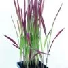 Japanisches Blutgras "Red Baron" / Imperata Cylindrica "Red Baron" Im 9 Cm Topf