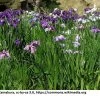 Japanische Sumpf-Schwertlilie / Iris Ensata Im 9x9 Cm Topf -Garten & Außenbereich 1040AA 1 2