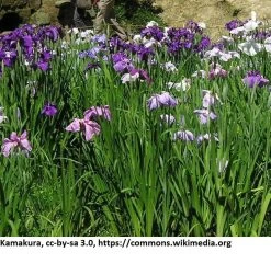 Japanische Sumpf-Schwertlilie / Iris Ensata Im 9x9 Cm Topf