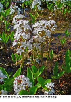 Fieberklee Oder Bitterklee / Menyanthes Trifiolata - Trifoliata Im 9x9 Cm Topf