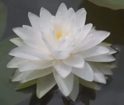 Gefüllte Weiße Seerose / Nymphaea "Perry's Double White" *Rarität*