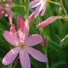 Rosa Sumpfgladiole / Schizostylis Coccinea 'Mrs Hegarty' Im 9x9 Cm Topf