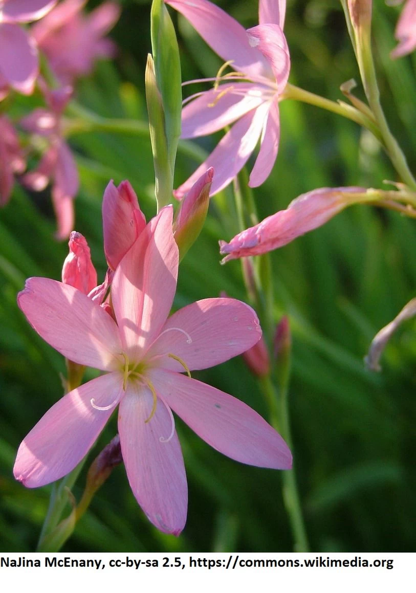 Rosa Sumpfgladiole / Schizostylis Coccinea 'Mrs Hegarty' Im 9x9 Cm Topf 3 Rosa Sumpfgladiole / Schizostylis Coccinea 'Mrs Hegarty' Im 9x9 Cm Topf