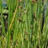 Weiß-gestreifte- Seesimse / Scirpus Lacustris 'Albescens' (Schoenoplectus) Im 9x9 Cm Topf -Garten & Außenbereich 1100Wo 1 1