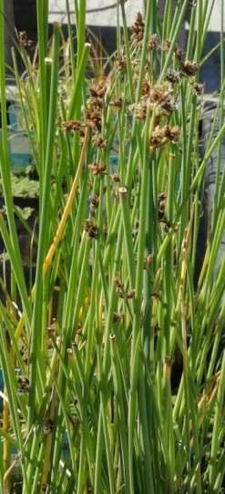 Weiß-gestreifte- Seesimse / Scirpus Lacustris 'Albescens' (Schoenoplectus) Im 9x9 Cm Topf