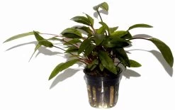 Breitblättriger Wasserkelch / Cryptocoryne Undulata 'Broad Leaves'