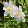Buschwindröschen / Anemone Nemorosa Im 9x9 Cm Topf
