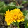Gefüllte Sumpfdotterblume / Caltha Palustris Multiplex Im 9x9 Cm Topf 2 Gefüllte Sumpfdotterblume / Caltha Palustris Multiplex Im 9x9 Cm Topf -Garten & Außenbereich 1121AA 1 1