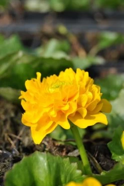 Gefüllte Sumpfdotterblume / Caltha Palustris Multiplex Im 9x9 Cm Topf
