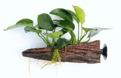 Wurzel+Saugnapf Mit Breitblättrigem Speerblatt / Anubias Barteri Auf Wurzel+Sauger