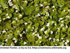 Europäischer Froschbiss / Hydrocharis Morsus-ranae -Garten & Außenbereich 1168AA 1 2