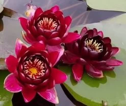 Weinrote Seerose / Nymphaea "Black Princess" *Rarität*