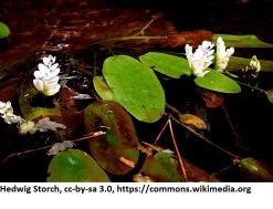 Afrikanische Wasserähre / Aponogeton Distachyos Im 9x9 Cm Topf -Garten & Außenbereich 1225AA 1 4
