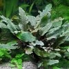 XL In-Vitro Brauner Wasserkelch / Cryptocoryne Wendtii Brown -Garten & Außenbereich 122DZ 1 2
