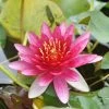 Rote Zwerg-Seerose / Nymphaea Pygmaea ´Rubra´ Miniseerose Im 9x9 Cm Topf