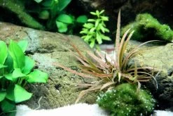Weißblühender Wasserkelch / Cryptocoryne Albida 'Brown' -Garten & Außenbereich 126B T 1 6