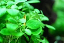 1-2-GROW! Zwerg-Kardinalslobelie / Lobelia Cardinalis Mini Von TROPICA -Garten & Außenbereich 143tc T 1 3