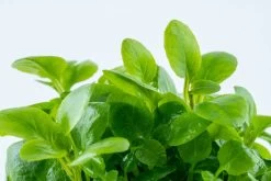 1-2-GROW! Zwerg-Kardinalslobelie / Lobelia Cardinalis Mini Von TROPICA -Garten & Außenbereich 143tc T 1 4