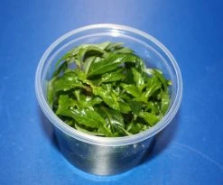 In-Vitro Staurogyne Spec. 'Porto Velho'