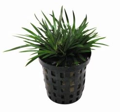 Zwergkalmus / Acorus Gramineus Pussilus - Pusiles