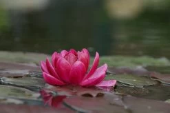 Rote Seerose / Nymphaea 'James Brydon' Im 11x11 Cm Topf - Seerose Des Jahres 2016!