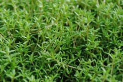 Nadelkraut,weiß / Crassula Recurva Im 9x9 Cm Topf