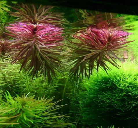 XL In-Vitro Aromatischer Sumpffreund / Limnophila Aromatica - Aromaticoides 3 XL In-Vitro Aromatischer Sumpffreund / Limnophila Aromatica - Aromaticoides