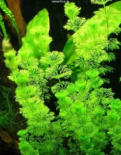 XL In-Vitro Kleine Ambulia - Sumpffreund / Limnophila Sessiliflora