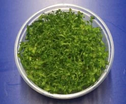 XL In-Vitro Indisches Büchsenkraut / Lindernia Sp. India