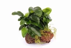 Lavastein Mit Zwergspeerblatt / Anubias Bart. Var. Nana Auf Lavastein