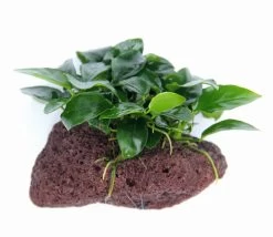 Lavastein Mit Zwergspeerblatt / Anubias Bart. Var. Nana Auf Lavastein -Garten & Außenbereich 289DE 1 5