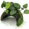 Coco Cave Mit Anubias Nana / Zwergspeerblatt Auf Kokosnuss-Höhle -Garten & Außenbereich 30020DE 1 2
