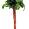 Bonsai Palme Mit Anubias Bonsai / Bonsai-Speerblatt Auf Mini-Palme -Garten & Außenbereich 30028DE 1 2