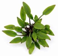 DENNERLE Hobbit's Zwerg-Wasserkelch / Cryptocoryne Lutea ´Hobbit´